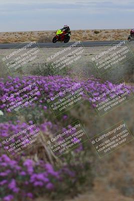 media/Jan-14-2023-SoCal Trackdays (Sat) [[497694156f]]/Turn 14 Exit Bloomig (145pm)/